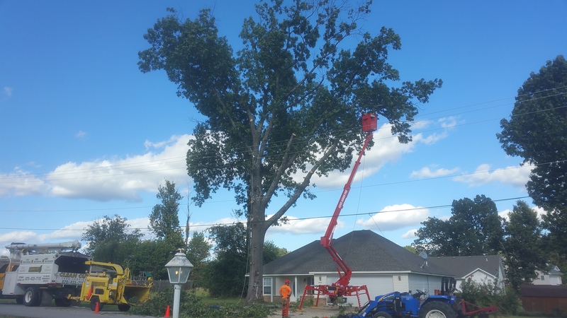 Clean Cut Tree Service